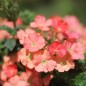 Preview: Verbene Apricot Shades (Samen)