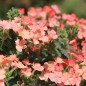 Preview: Verbene Apricot Shades (Samen)