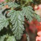 Preview: Verbene Apricot Shades (Samen)