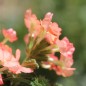 Preview: Verbene Apricot Shades (Samen)