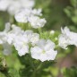 Preview: Verbene White (Samen)