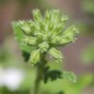 Preview: Verbene White (Samen)