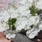 Preview: Verbene White (Samen)