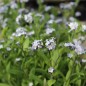 Preview: Vergissmeinnicht Lavender Gem (Samen)