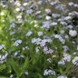 Preview: Vergissmeinnicht Lavender Gem (Samen)