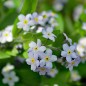 Preview: Vergissmeinnicht Lavender Gem (Samen)