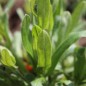 Preview: Vergissmeinnicht Lavender Gem (Samen)