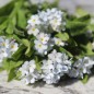 Preview: Vergissmeinnicht White Gem (Samen)