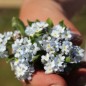 Preview: Vergissmeinnicht White Gem (Samen)