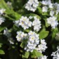 Preview: Vergissmeinnicht White Gem (Samen)