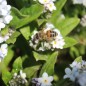 Preview: Vergissmeinnicht White Gem (Samen)
