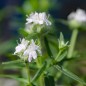 Preview: Virginische Bergminze (Samen)