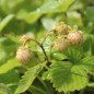 Preview: Neu! Walderdbeere Blanc Amélioré (Pflanze)