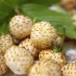 Preview: Walderdbeere Blanc Ameliore