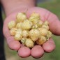 Preview: Neu! Walderdbeere Blanc Amélioré (Pflanze)