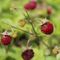 Preview: Neu! Walderdbeere Schwarze Hubertus (Pflanze)