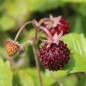 Preview: Neu! Walderdbeere Schwarze Hubertus (Pflanze)