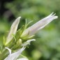 Preview: Waldglockenblume weiß (Samen)