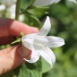 Preview: Waldglockenblume weiß (Samen)