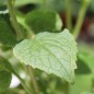 Preview: Waldglockenblume weiß (Samen)