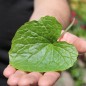 Preview: Wasabi (Pflanze)