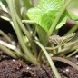 Preview: Wasabi (Pflanze)