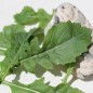 Preview: Wasabi-Rauke (Samen)
