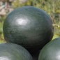 Preview: Wassermelone Bush Sugar Baby (Samen)