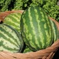 Preview: Wassermelone Cal Sweet (Samen)