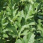 Preview: Wassermelone Cal Sweet (Samen)