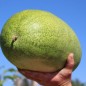 Preview: Wassermelone Charleston Gray (Samen)