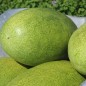 Preview: Wassermelone Charleston Gray (Samen)