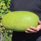 Preview: Wassermelone Charleston Gray (Samen)