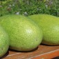 Preview: Wassermelone Charleston Gray (Samen)