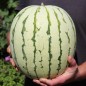 Preview: Wassermelone Chris Cross (Samen)