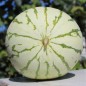 Preview: Wassermelone Chris Cross (Samen)