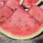 Preview: Wassermelone Chris Cross (Samen)