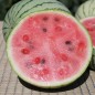Preview: Wassermelone Chris Cross (Samen)