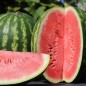 Preview: Wassermelone Crimson Sweet (Samen)