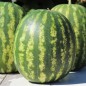Preview: Wassermelone Crimson Sweet (Samen)