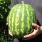 Preview: Wassermelone Crimson Sweet (Samen)