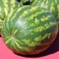Preview: Wassermelone Crimson Sweet (Samen)
