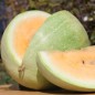 Preview: Wassermelone Desert King (Samen)