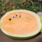 Preview: Wassermelone Desert King (Samen)