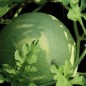 Preview: Wassermelone Desert King (Samen)