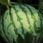 Preview: Wassermelone Dixie Queen (Samen)