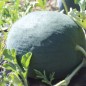 Preview: Wassermelone Florida Giant (Samen)