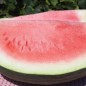 Preview: Wassermelone Florida Giant (Samen)