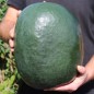 Preview: Wassermelone Florida Giant (Samen)
