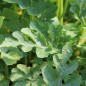 Preview: Wassermelone Golden Midget (Samen)